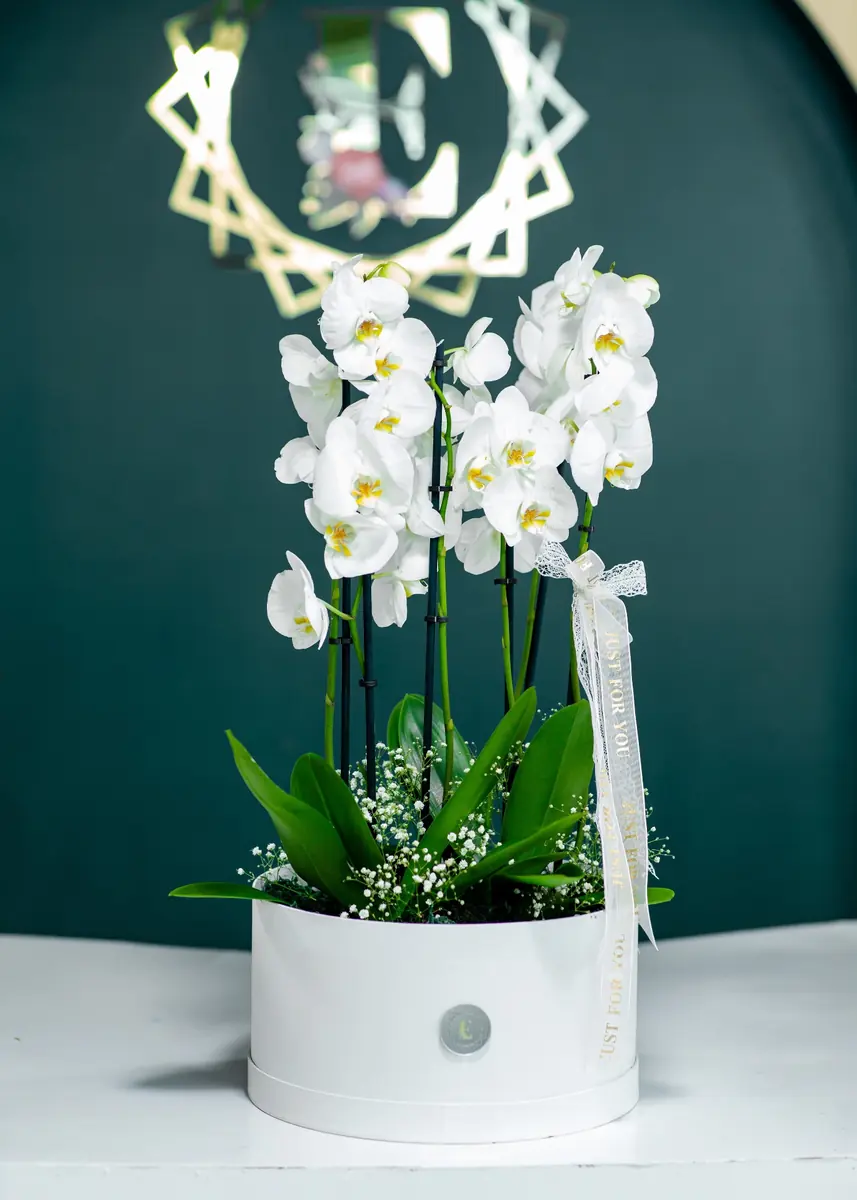 King Orchid