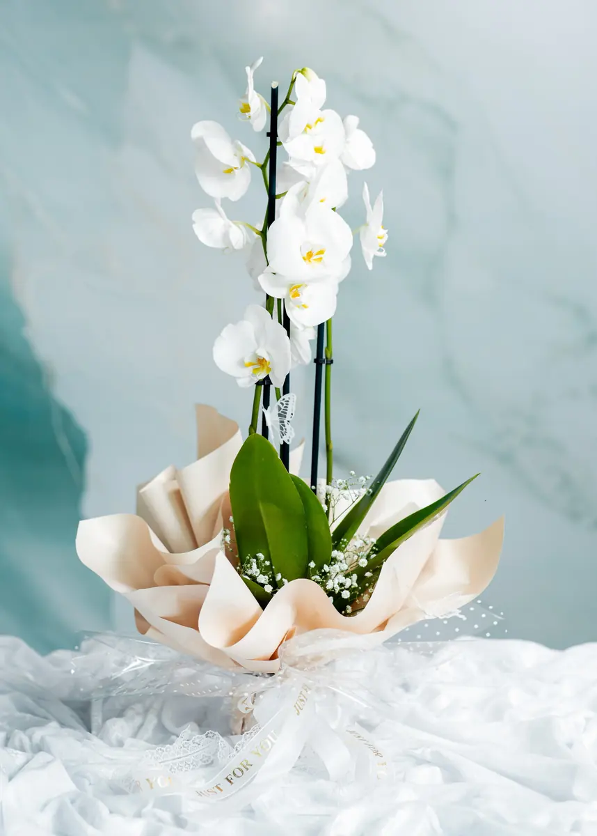 Single Orchid